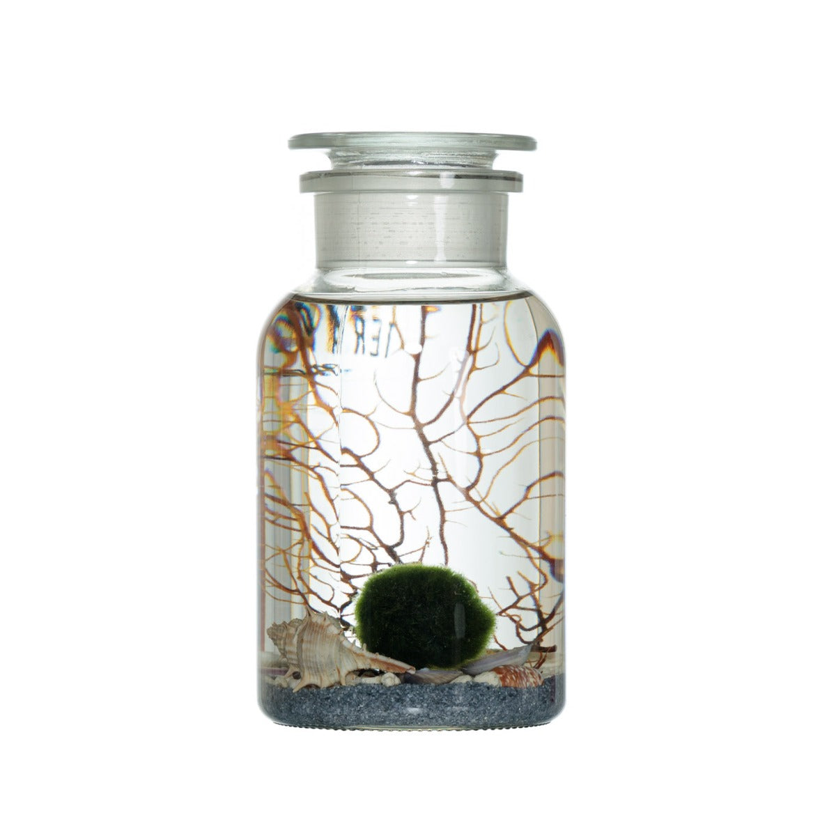 TERRAVIVA DESIGN marimo 1 litro leggenda alga giapponese