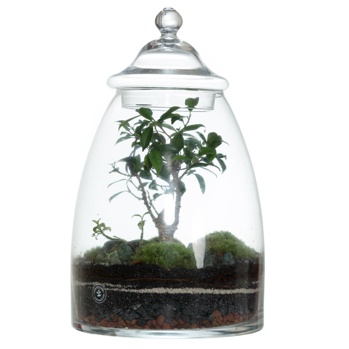 terraviva-design-nano-garden-campana-l-bonsai