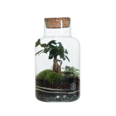 terraviva-design-nano-garden-office-bonsai